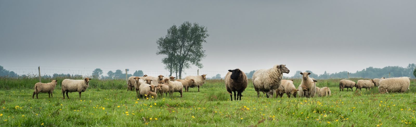 Meat & Greet – Die Party