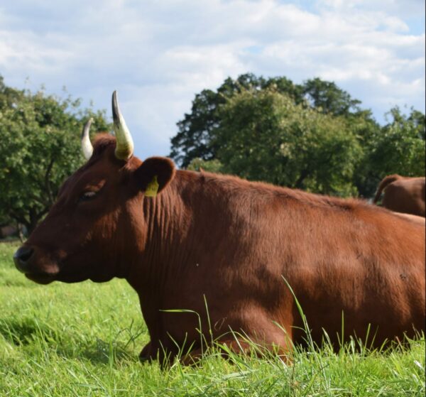 Bio Angler "Grill-Special"