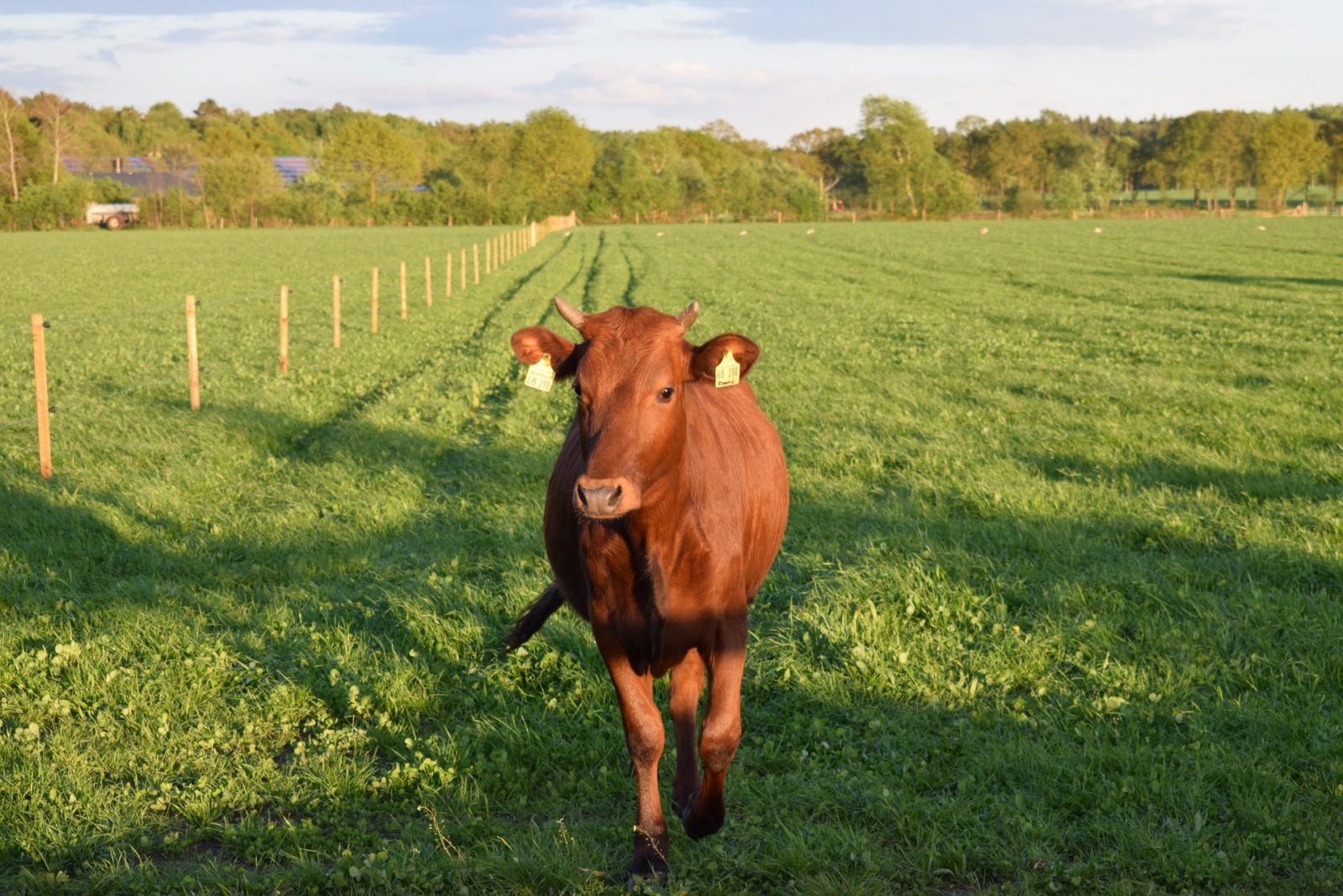 “Almauftrieb” unserer neuen Angler-Damen